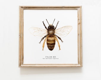 Italian honey bee wall decor | Watercolour art | Bees wall art | fine art print | nature art | Living room art | Bee painting