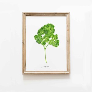 Petersilienkraut Druck | Küchendeko Kräuteraufdruck | Homeschool lehrreiche Wandkunst | Aquarell Geschenkidee | Kulinarisches Poster | Geschenke zum Gärtnern
