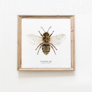 Plasterer bee art print | Watercolour art | Bees wall art | Montessori nature guide | Children&#39;s art print | Bee Fine Art print | Entomology