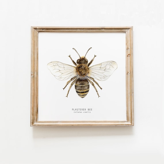 Plasterer bee art print | Watercolour art | Bees wall art | Montessori nature guide | Children's art print | Bee Fine Art print | Entomology