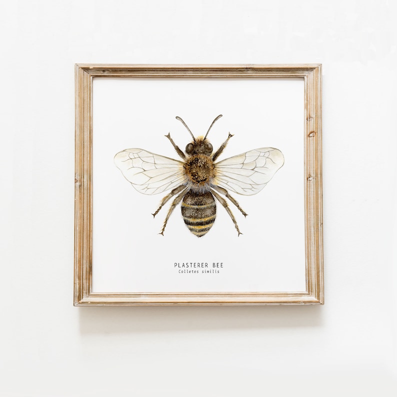 May include: A framed print of a watercolor illustration of a plasterer bee, also known as Colletes similis. The bee is depicted in a realistic style with detailed markings and transparent wings.