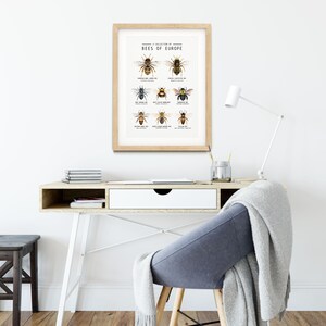 Puede incluir: Una ilustraci&oacute;n enmarcada de una colecci&oacute;n de abejas de Europa. La ilustraci&oacute;n presenta 10 tipos diferentes de abejas con sus nombres cient&iacute;ficos enumerados debajo de cada abeja.