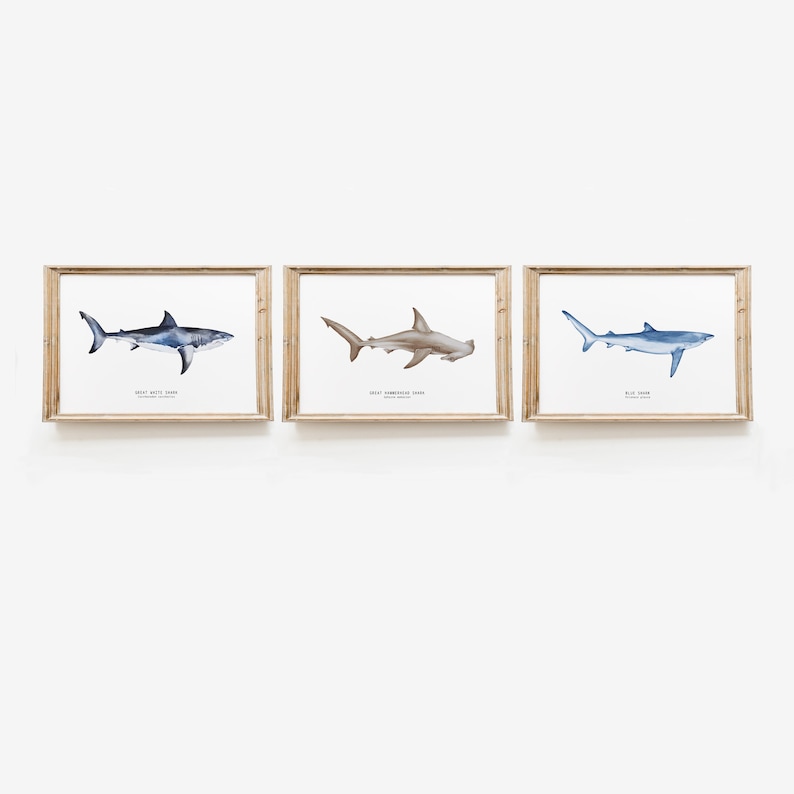 May include: Three framed watercolor illustrations of different shark species. The top left frame shows a Great White Shark, the top middle frame shows a Great Hammerhead Shark, and the top right frame shows a Blue Shark.