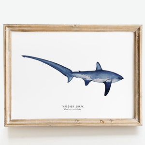 May include: Watercolor print of a thresher shark in shades of blue, set in a wooden frame. The shark is depicted with its distinctive long tail. Text at the bottom reads "Thresher Shark" and the scientific name.