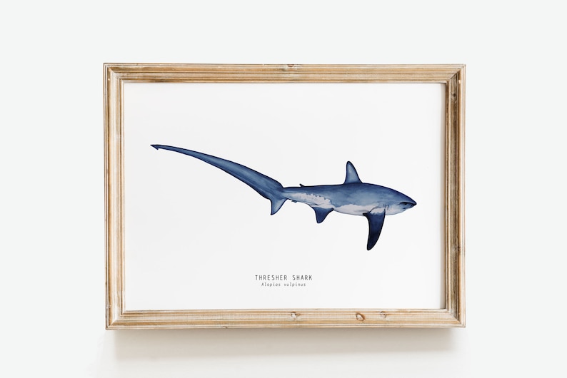 Thresher Shark watercolor fine art print shark lover poster bathroom nature wall art Sharks of the World home décor Alopias vulpinus image 1