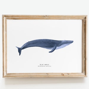 Blue Whale wall art | Whale wall decor | Blue whale fine art | Nursery wall art | Gift for whale lovers | Bedroom decor | Living room art