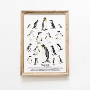 Pinguinarten, Arten Kunstdruck | Ozean, Strand, Kinderzimmer, Kinderzimmer | Poster für Hausschule | Klassenzimmer Dekor | Pinguine Aquarell Geschenk