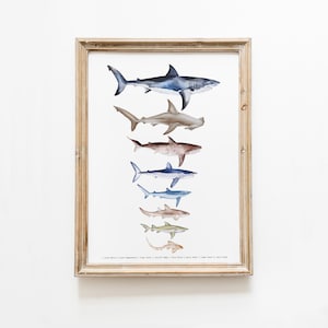 Hai Größentabelle | Ozean, Strand Wohnzimmer Druck | Montessori Materialien | Poster für Hausschule | Klassenzimmer Dekor | Haie Geschenk Aquarell Kunst