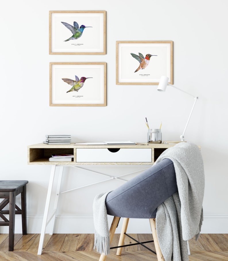 Rivolis Hummingbird watercolor fine art print birds poster gift nature wall art Magnificent Refulgent hummingbirds Eugenes fulgens image 6