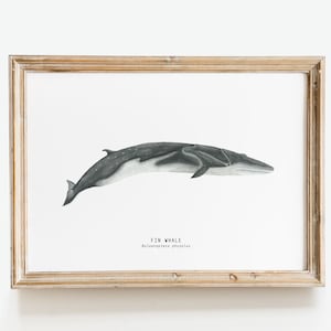 Fin whale dining room decor | Nursery wall art | Kid&#39;s room decor | Watercolor whale art prints