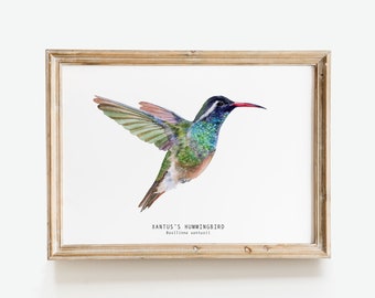 Xantus's Hummingbird watercolor fine art print | bird lover poster | nature wall art | Xantu hummingbirds home décor | Basilinna xantusii