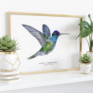 Rivolis Hummingbird watercolor fine art print birds poster gift nature wall art Magnificent Refulgent hummingbirds Eugenes fulgens image 3