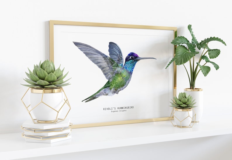 Rivolis Hummingbird watercolor fine art print birds poster gift nature wall art Magnificent Refulgent hummingbirds Eugenes fulgens image 3