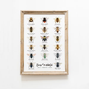 Arte de pared para el aula de abejas del mundo, Póster de educación en el hogar, Aprendizaje y educación Montessori, Gráfico de abejas, Decoración del aula, Regalo para amantes de las abejas