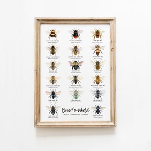 Bees of the world classroom wall art | Homeschool poster | Montessori learning & education | Bee chart | Classroom décor | Bee lover gift