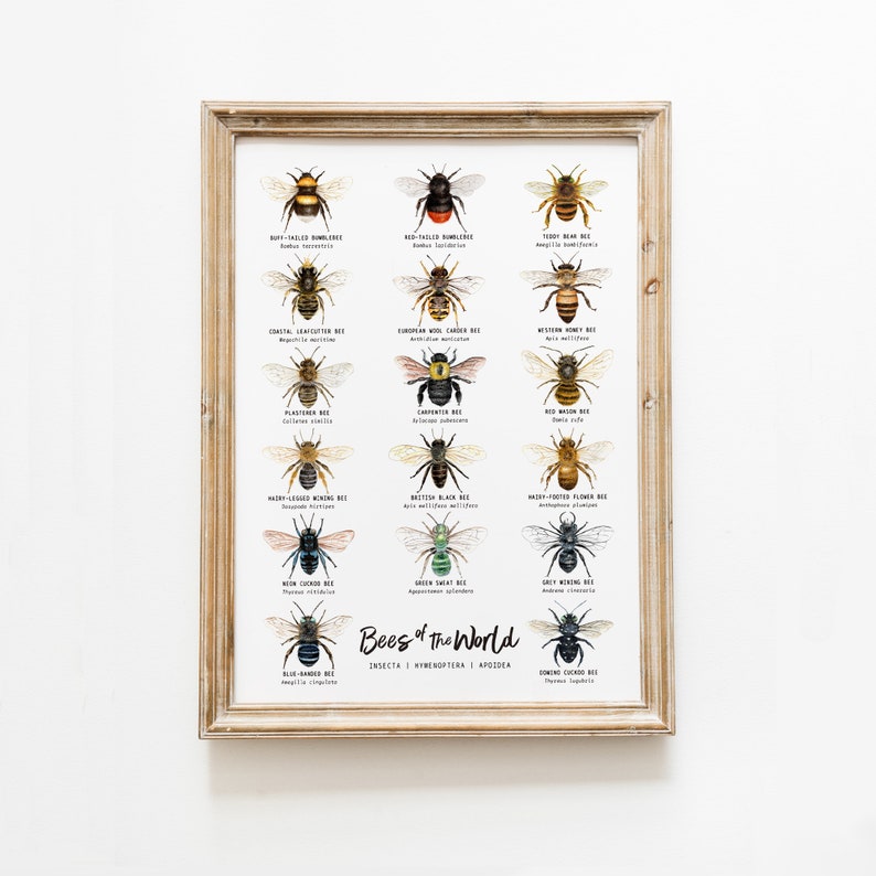 Bees of the world classroom wall art Homeschool poster Montessori learning & education Bee chart Classroom décor Bee lover gift image 1