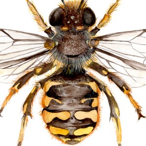 Puede incluir: Una pintura de acuarela de una abeja con rayas amarillas y negras, patas marrones y alas transparentes. La abeja est&aacute; mirando a la c&aacute;mara con las alas extendidas.