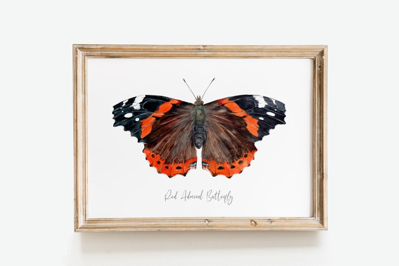 Red Admiral butterfly art print Vanessa atalanta watercolor wall décor bedroom, bathroom art poster living room, nursery, animal gift image 10