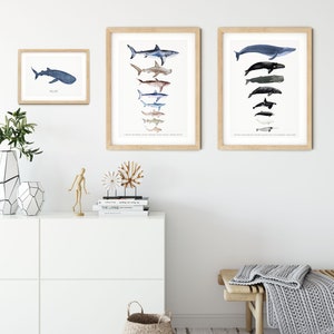 May include: Three framed prints of watercolor illustrations of various sharks and whales. The prints are hung on a white wall above a white dresser with a wooden bench in front of it.