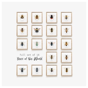 Bees of the world set of 18 art prints Art collection Montessori learning Montessori education Gifts for bee lovers Home decor 画像 1