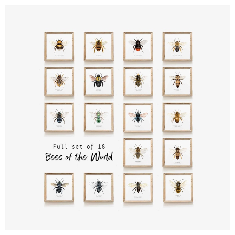 Bees of the world set of 18 art prints Art collection Montessori learning Montessori education Gifts for bee lovers Home decor image 1