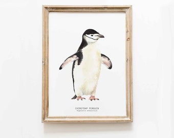 Jugulaire Penguin aquarelle fine art print | galerie, pépinière, affiche d’art mural nature vivante | Décoration intérieure des pingouins | Pygoscelis antarctique