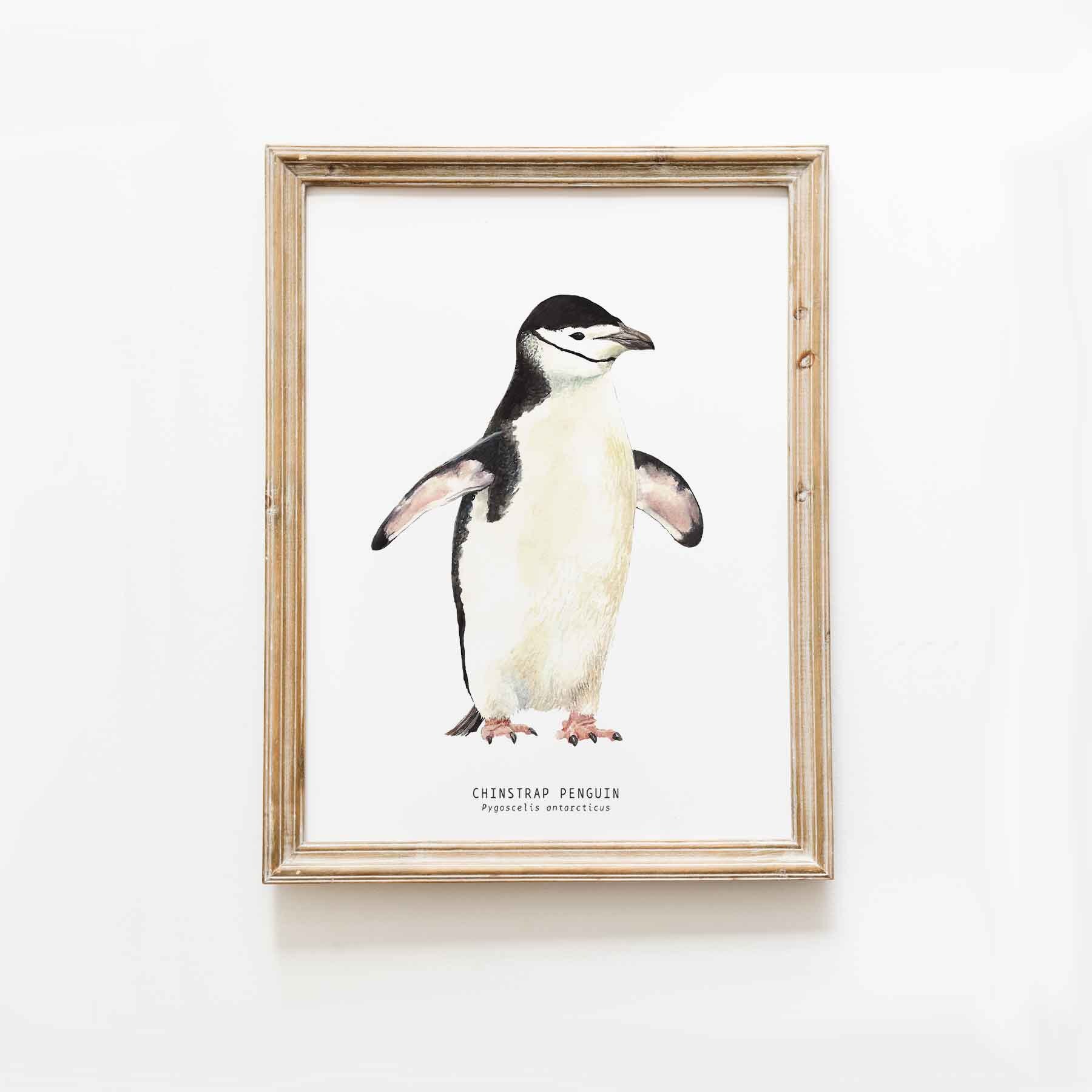 Chinstrap Penguin Watercolor Fine Art Print | Gallery