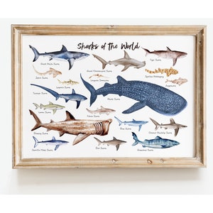 Haie der Welt Wandkunst | Maritime Wohnkultur | Ozean Tiere Wanddekor | Einweihungsgeschenk | Kinderzimmer Dekor | Strand Dekor | Hai Geschenk