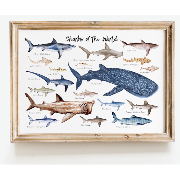 Sharks of the World wall art | Nautical home decor | Ocean animals wall decor | Housewarming gift | Nursery decor | Beach decor | Shark gift