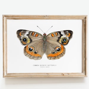 Puede incluir: Una pintura de acuarela enmarcada de una mariposa Buckeye común con alas marrones, naranjas y azules. El texto "COMMON BUCKEYE BUTTERFLY Junonia coenia" está impreso debajo de la mariposa.