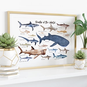 Sharks of the World wall art Nautical home decor Ocean animals wall decor Housewarming gift Nursery decor Beach decor Shark gift image 3