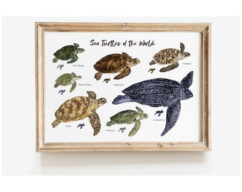 Meeresschildkröten der Welt Wandkunst | Maritime Wohnkultur | Ozean Tiere Wanddekor | Einweihungsfeier | Strand & Kinderzimmer Poster | Schildkröten Geschenk