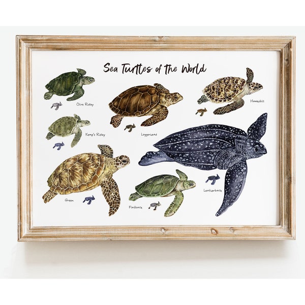 Zeeschildpadden van de wereld kunst aan de muur | Nautische woondecoratie | Oceaan dieren wand decor | Inwijdingsfeest | Kinderkamer- en strandposter | Schildpadden cadeau
