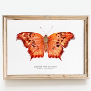 Question mark butterfly print Polygonia interrogationis watercolor art butterflies lover wall décor Nursery, living room girls gifts image 1