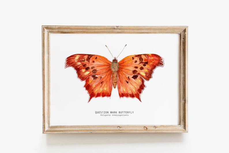 Question mark butterfly print Polygonia interrogationis watercolor art butterflies lover wall décor Nursery, living room girls gifts image 1