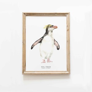 May include: A watercolour illustration of a royal penguin, also known as Eudyptes schlegeli, with a yellow crest and black and white feathers. The illustration is framed in a light brown wood frame.