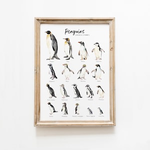 Pinguine Arten Aquarell Kunstdruck | Ozean, Strand Plakat Wandkunst | Kinderzimmer, Kinder, Wohnzimmer Dekor | Pinguinarten | Vogel-Liebhaber-Geschenk