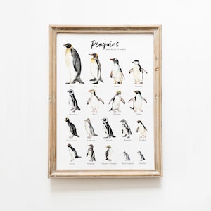 Penguins soorten aquarel art print | Oceaan, strand poster kunst aan de muur | Kwekerij, kinderen, woonkamerinrichting | pinguïnsoorten | vogelliefhebber cadeau