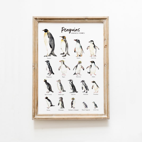 Penguins species watercolor art print | Ocean, beach poster wall art | Nursery, kids, living room décor | penguin types | bird lover gift