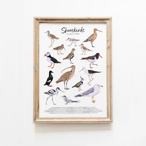 Küstenvögel Lernposter | Klassenzimmer Wanddekoration | Aquarell Druck | Wandkunst | Strand Dekor | Montessori Ressourcen | Lerngeschenk