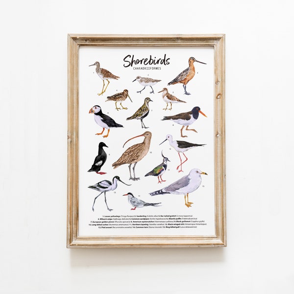 Shorebirds Educational Poster | Classroom Wall Décor | Watercolor Print | Wall Art | Beach Décor | Montessori Resources | Educational Gift