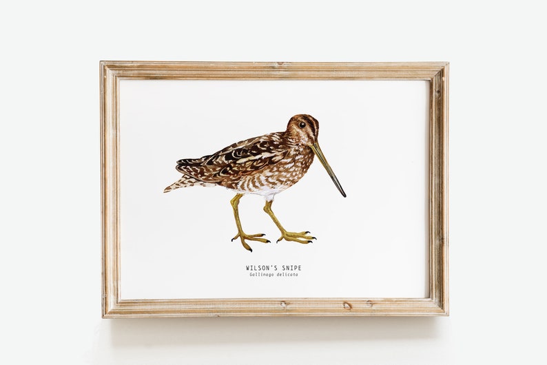 Wilson's Snipe bird wall art Bird lover's gift Watercolour beach house decor Nursery wall decor Bedroom wall art Educational print image 1