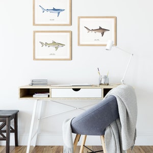 May include: Three framed illustrations of different shark species. The top frame shows a blue shark, the middle frame shows a lemon shark, and the bottom frame shows a bull shark. The frames are hanging on a white wall above a wooden desk with a white drawer and a blue chair.