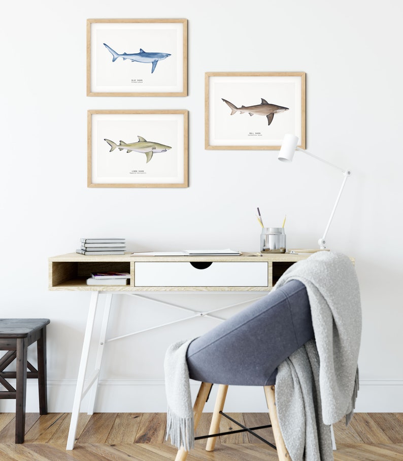 May include: Three framed illustrations of different shark species. The top frame shows a blue shark, the middle frame shows a lemon shark, and the bottom frame shows a bull shark. The frames are hanging on a white wall above a wooden desk with a white drawer and a blue chair.