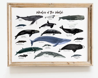 Whales of the World wall art | Nautical home decor | Ocean mammals wall decor | Housewarming gift | Nursery decor | Ocean decor | Whale gift