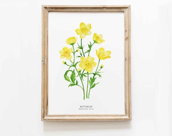Buttercup flowers watercolor wall art print | Meadow buttercups floral art | Botanical living room poster nursery prints | Ranunculus acris