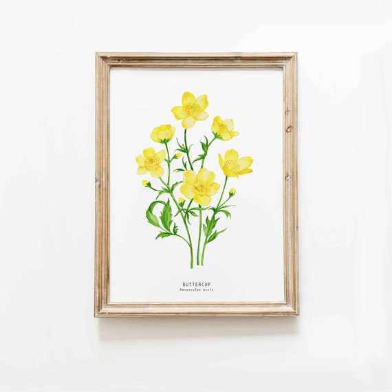 Buttercup Flowers Watercolor Wall Art Print Meadow Buttercups Floral Art  Botanical Living Room Poster Nursery Prints Ranunculus Acris 