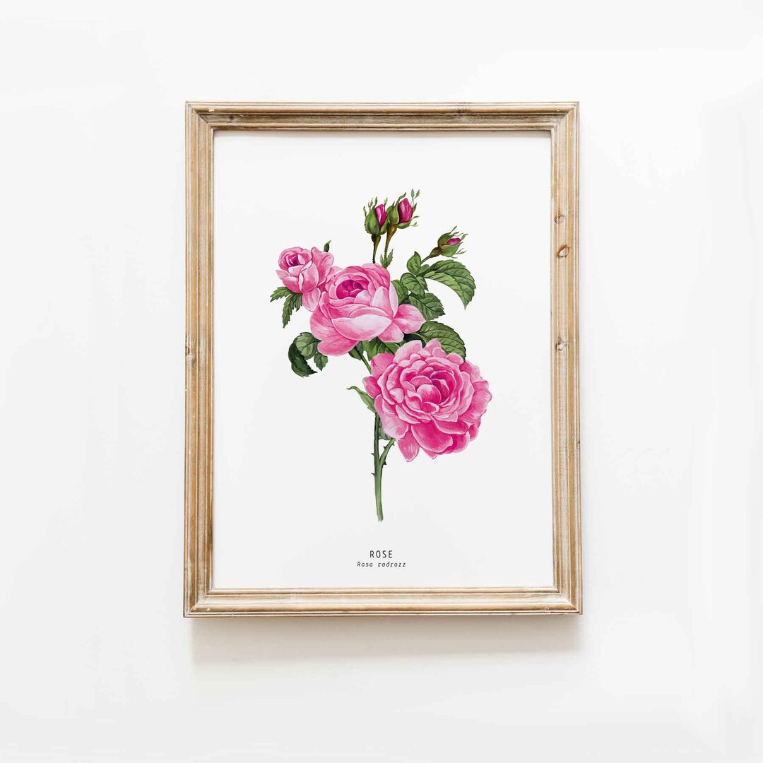 Pink Rose Watercolor Art Print | Bedroom Living Room Nursery Botanical ...