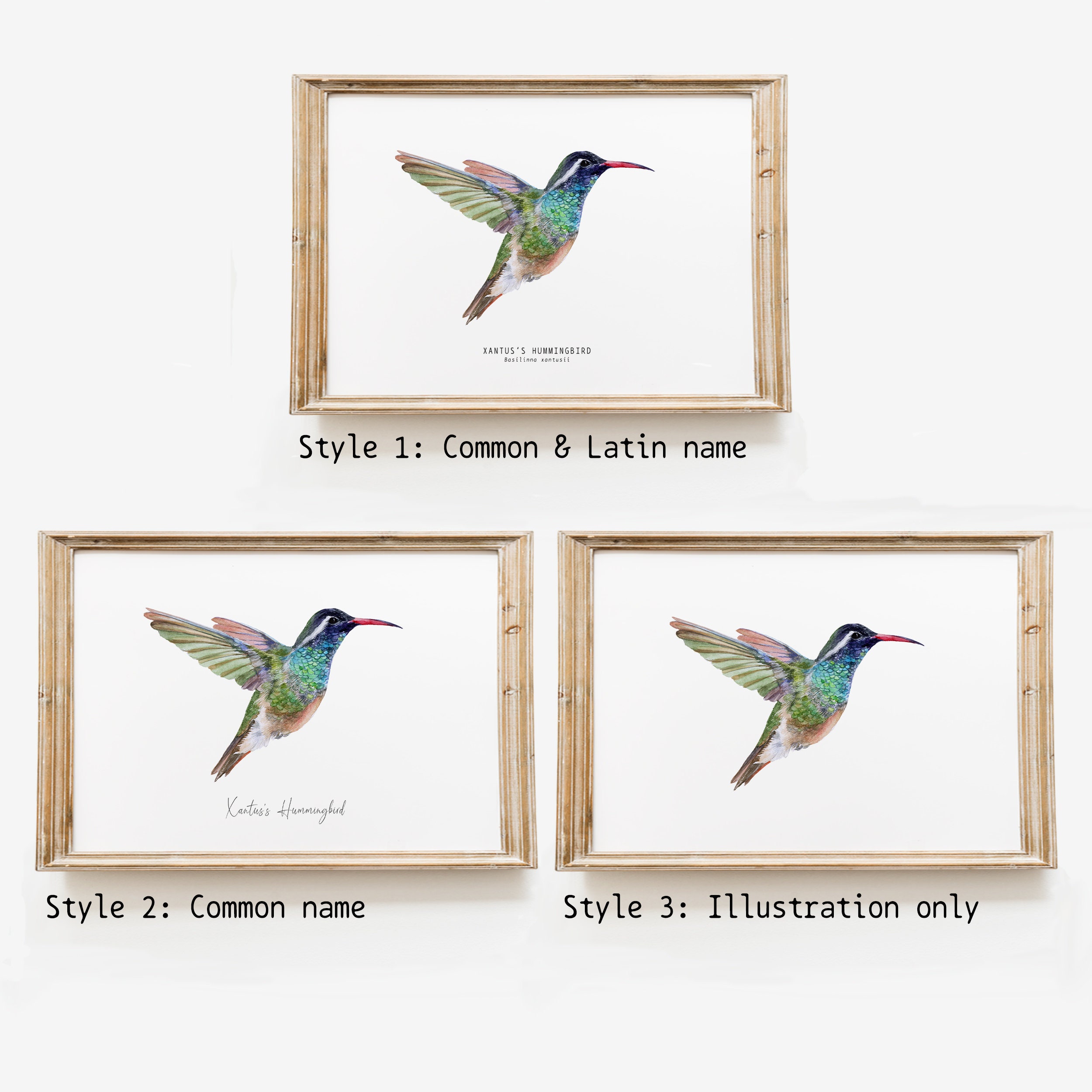 Xantus's Kolibrie aquarel fine art print | vogelliefhebberposter | kunst  aan de muur natuur | Xantu kolibries woondecoratie | Basilinna xantusii -  Etsy België, image size:2500x2500