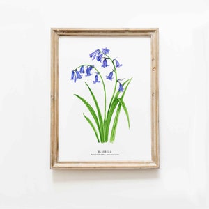 Bluebell-aquarel handgeschilderde kunstafdruk | hyacinten | Hyacinthoides non-scripta | Wanddecoratie woonkamer | Blauwe bel met babyprints